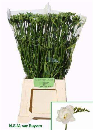 <h4>Fr Du Belleville White</h4>