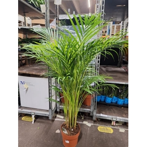 Dypsis lutescens