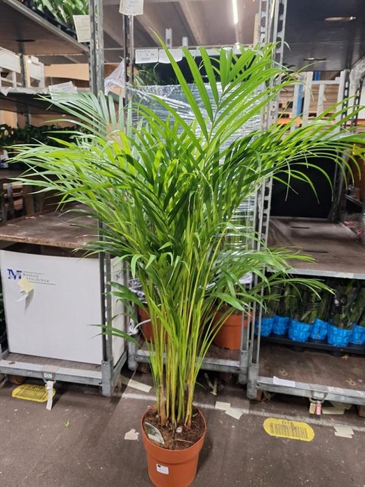 <h4>Dypsis lutescens</h4>