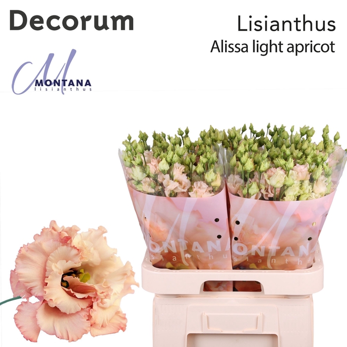 <h4>Lisianthus Alissa light apricot 70cm</h4>