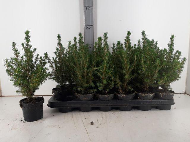 <h4>PICEA GL CONICA P09</h4>