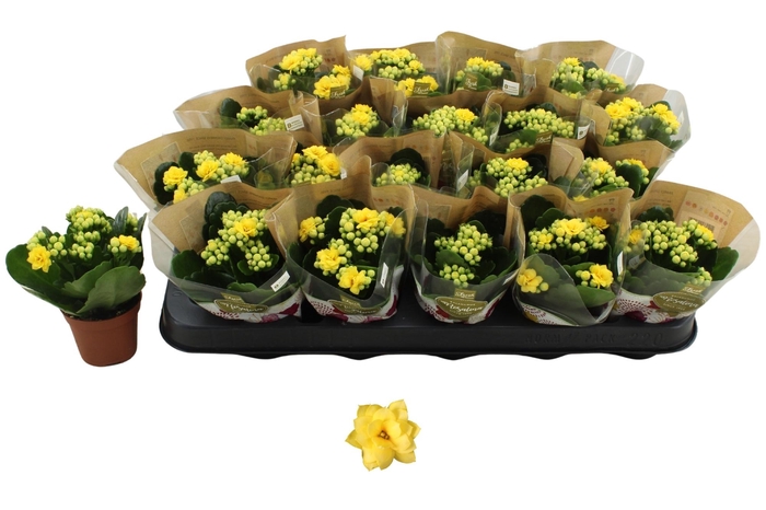 arr8 Kal Ge Amarillo Yell