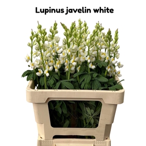 Lupinus Javelin White