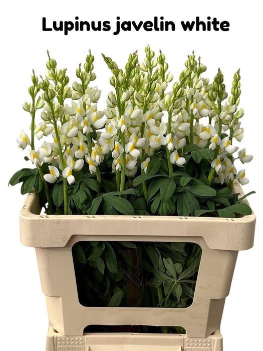 <h4>Lupinus Javelin White</h4>