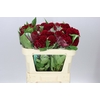 Celosia Act Dara