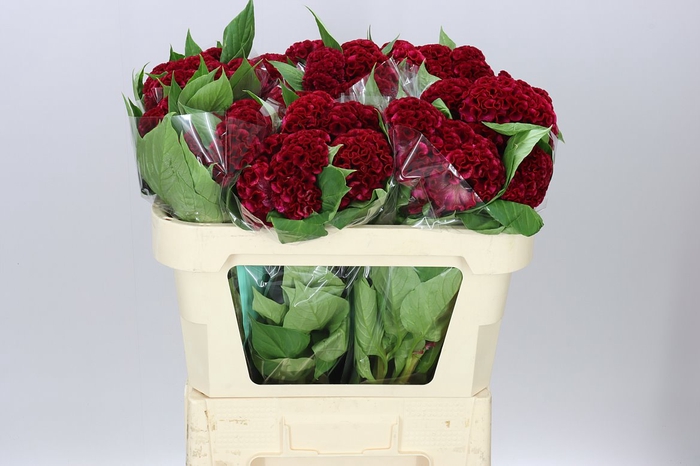 <h4>Celosia Act Dara</h4>