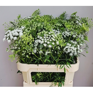 AMMI MAJUS