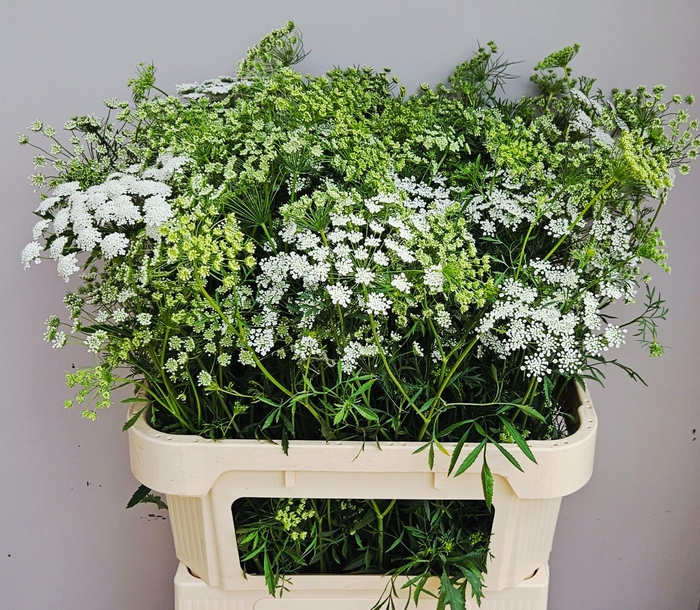 <h4>AMMI MAJUS</h4>