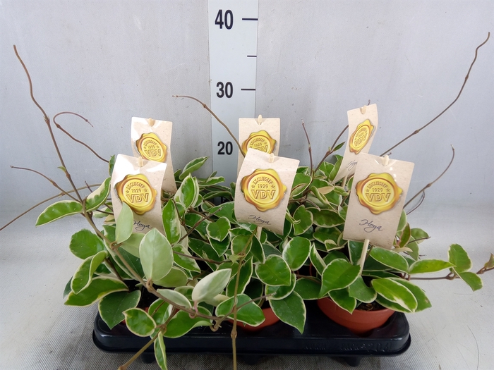 <h4>Hoya carnosa 'Krimson Queen'</h4>