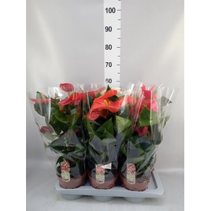 Anthurium   ...mix 4