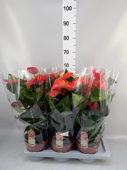 <h4>Anthurium   ...mix 4</h4>