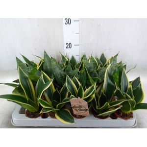 Sansevieria trifa. 'Hahnii'
