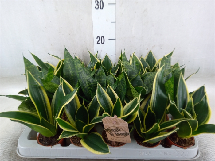 <h4>Sansevieria trifa. 'Hahnii'</h4>