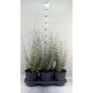 Perovskia atriplic. 'Blue Spire'