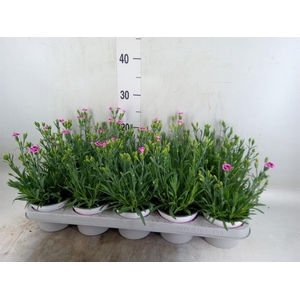 Dianthus  'Pink Kisses'