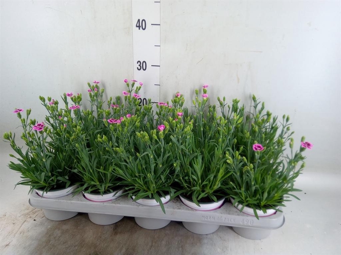 <h4>Dianthus  'Pink Kisses'</h4>