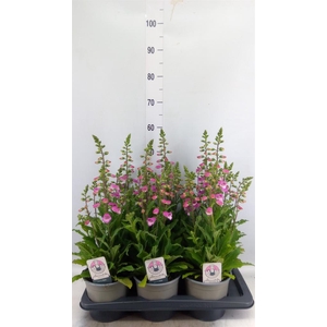 Digitalis purp. 'Hanabee Rose'