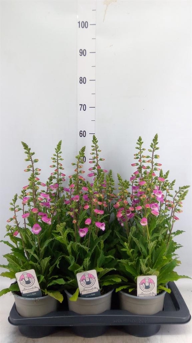 <h4>Digitalis purp. 'Hanabee Rose'</h4>