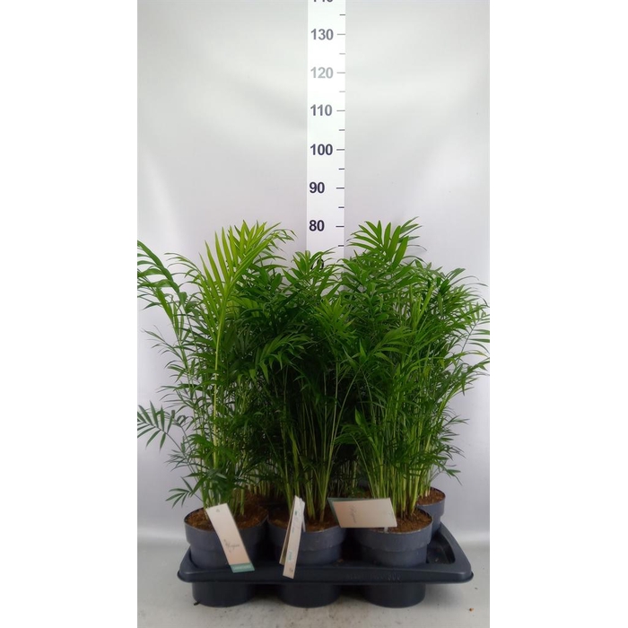 <h4>Chamaedorea elegans</h4>
