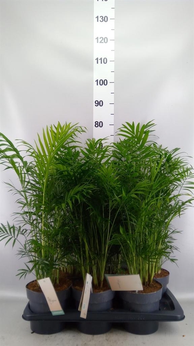 Chamaedorea elegans