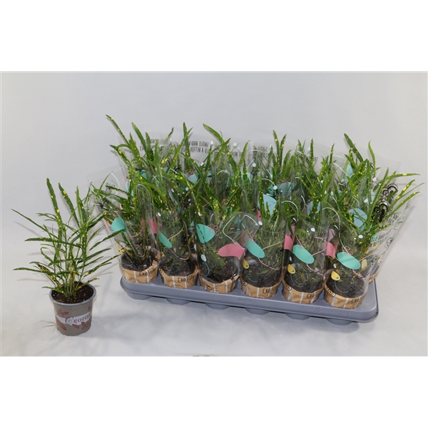 <h4>Croton Pictum 9cm in Design Hoes"Sunshiners®"</h4>