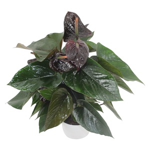 Anthurium XL.20  Paris Black pot 14cm