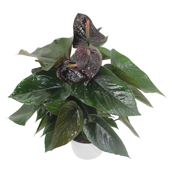 <h4>Anthurium XL.20  Paris Black pot 14cm</h4>