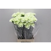 Di St Prado Mint