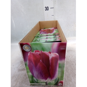 Tulipa   ...flowerbulbs