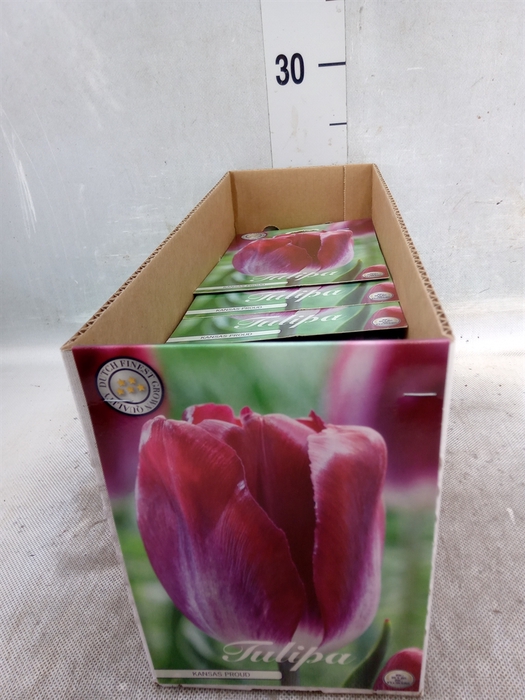 <h4>Tulipa   ...flowerbulbs</h4>