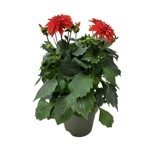 Dahlia Hypnotica Orange