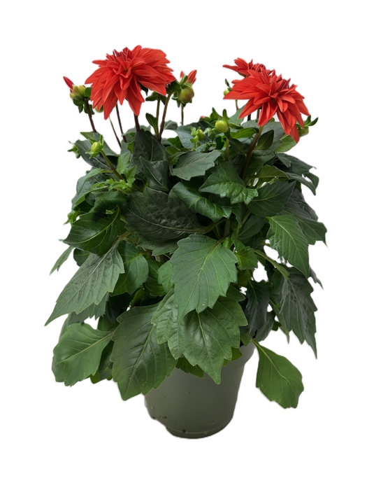 <h4>Dahlia Hypnotica Orange</h4>
