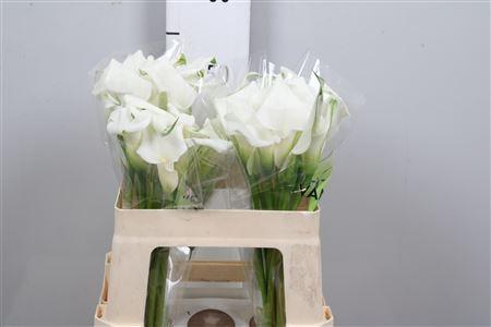 <h4>Zant Crystal Blush</h4>