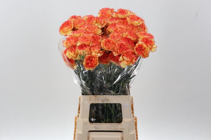 <h4>Di St Boiro hi</h4>