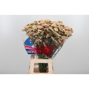 Lim S Sin Ho Apricot