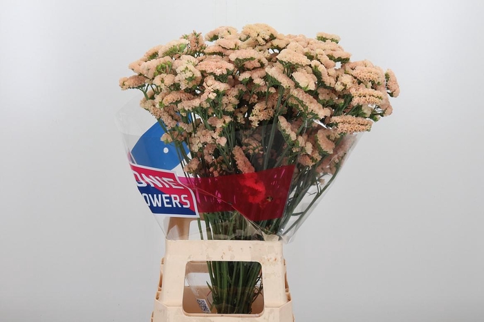 <h4>Lim S Sin Ho Apricot</h4>