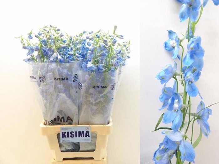 <h4>Delphinium en sky waltz</h4>
