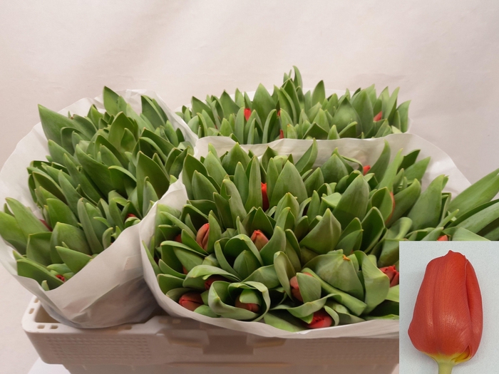 <h4>TU EN ESCAPE</h4>