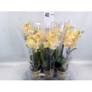 Phalaenopsis multi. 'Ant Lima'