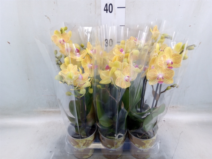 <h4>Phalaenopsis multi. 'Ant Lima'</h4>