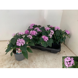 PENT STARCLUSTER LAV