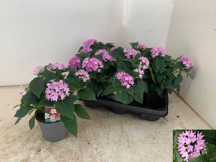 <h4>PENT STARCLUSTER LAV</h4>