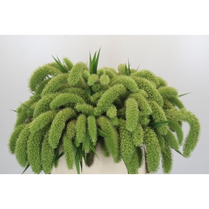 Setaria Italica Volle Melk