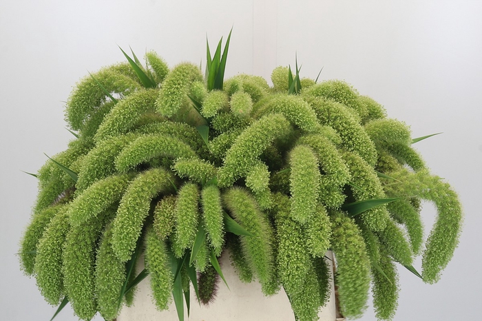 <h4>Setaria Italica Volle Melk</h4>