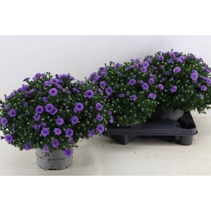 ASTER D AL PURPLE RO