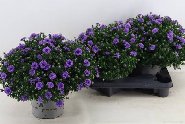 <h4>ASTER D AL PURPLE RO</h4>