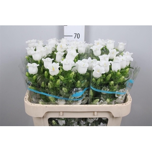 Camp M Champion White