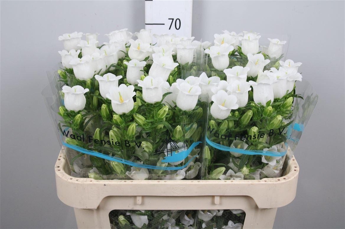 <h4>Camp M Champion White</h4>