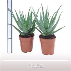 <h4>Aloe arborescens</h4>