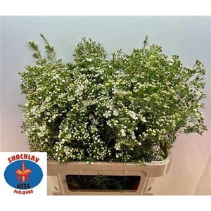 Chame Un Jupiter White 80cm